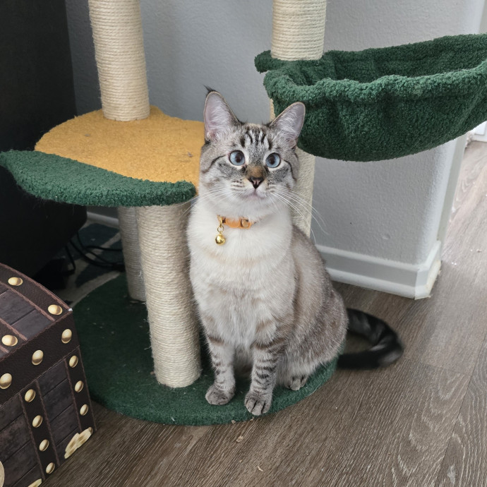 Feline Fantasy Cat Sitting