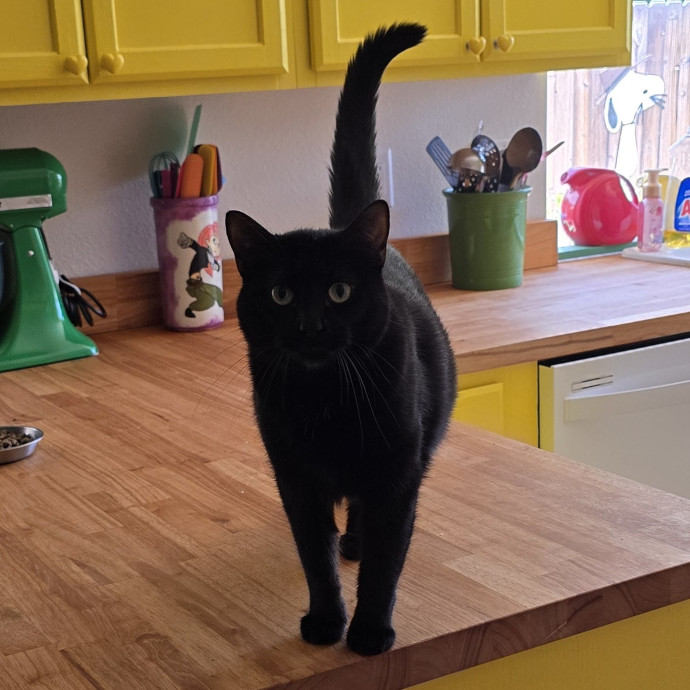 Feline Fantasy Cat Sitting