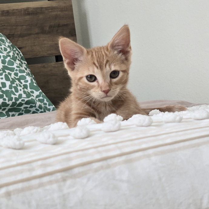 Feline Fantasy Cat Sitting