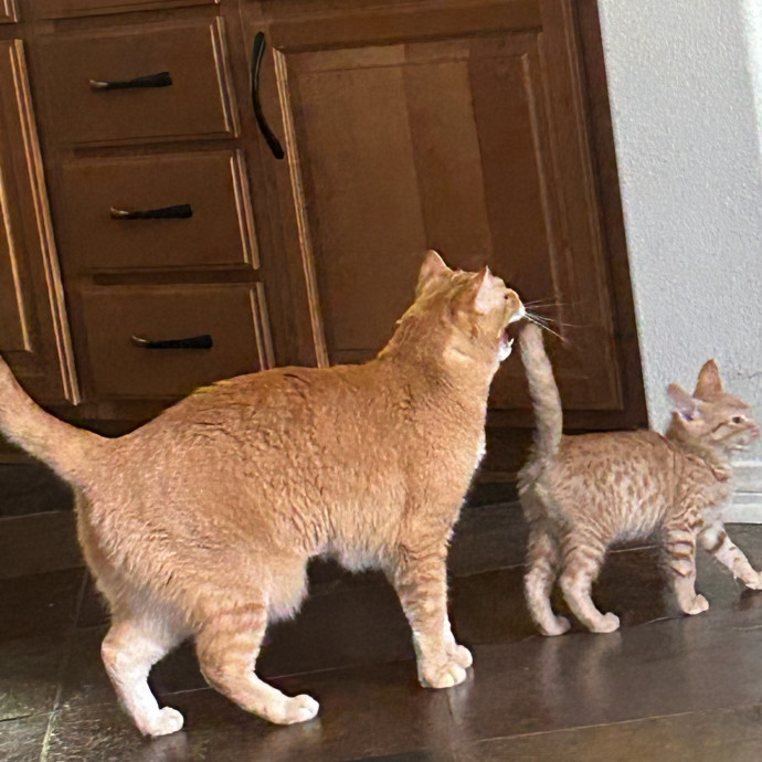 Feline Fantasy Cat Sitting