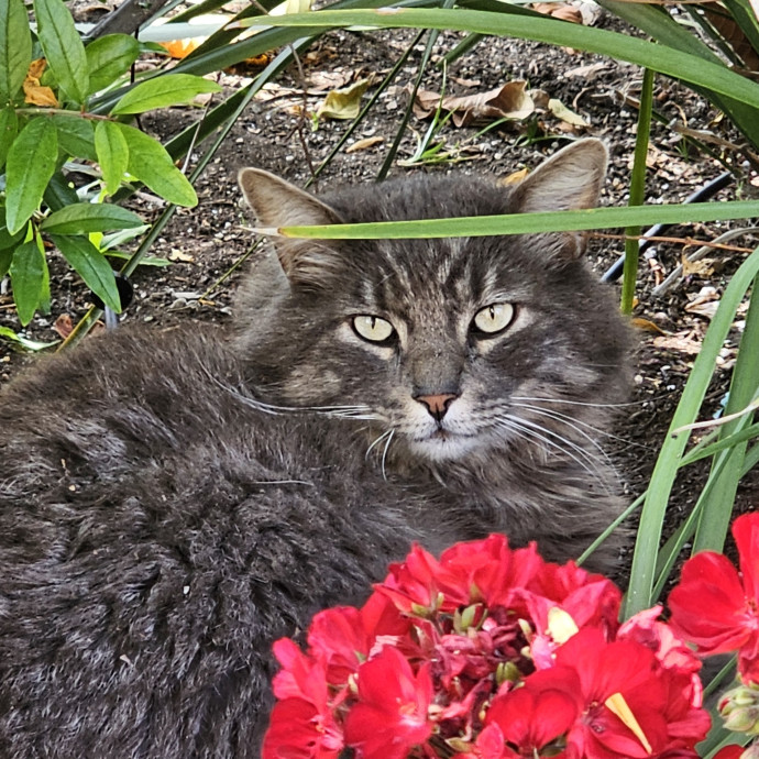 Feline Fantasy Cat Sitting