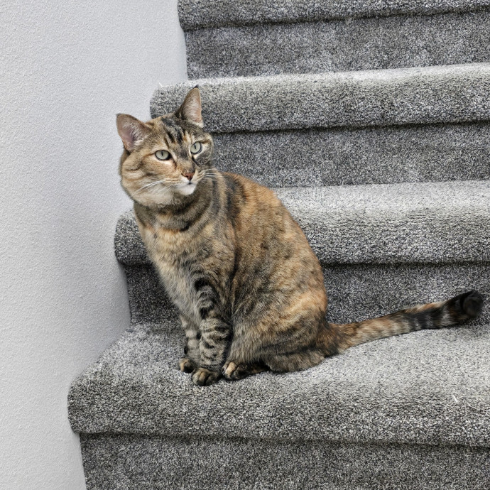 Feline Fantasy Cat Sitting photo 2