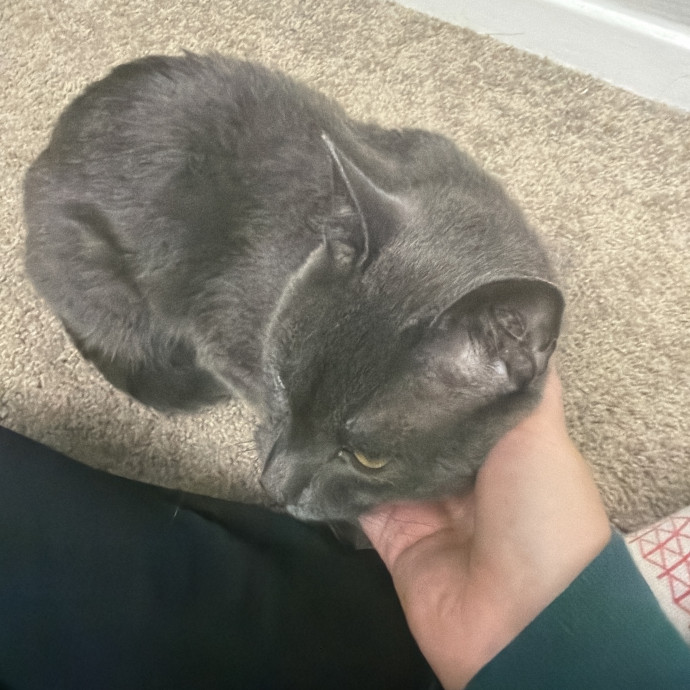 Caring And Communicative Cat Lover