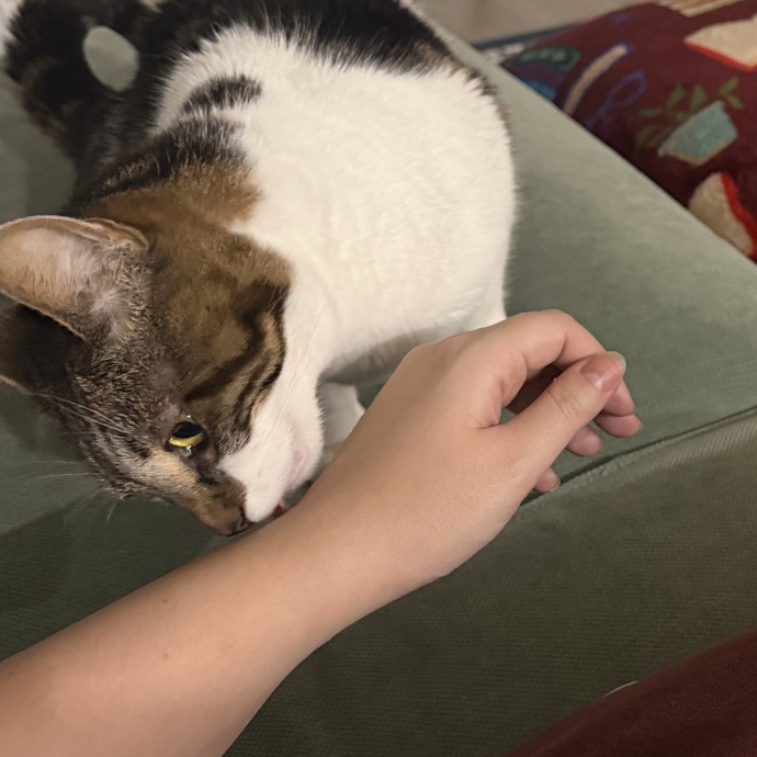 Caring And Communicative Cat Lover