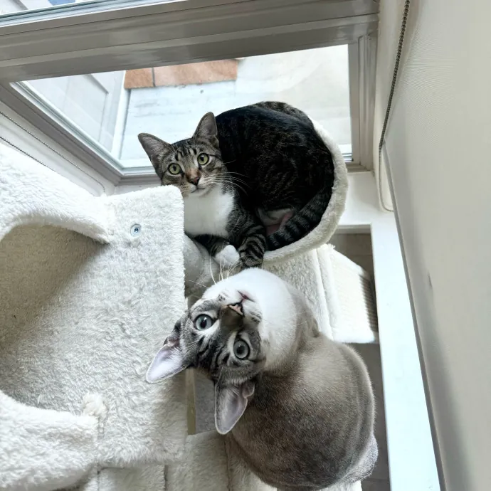 Local Nurse And Cat Lover