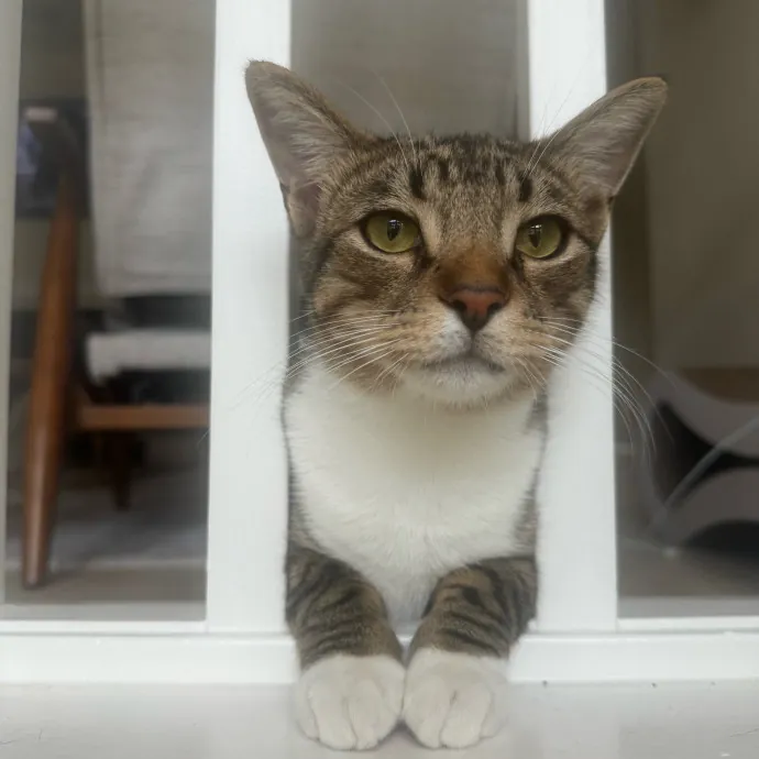 Local Nurse And Cat Lover