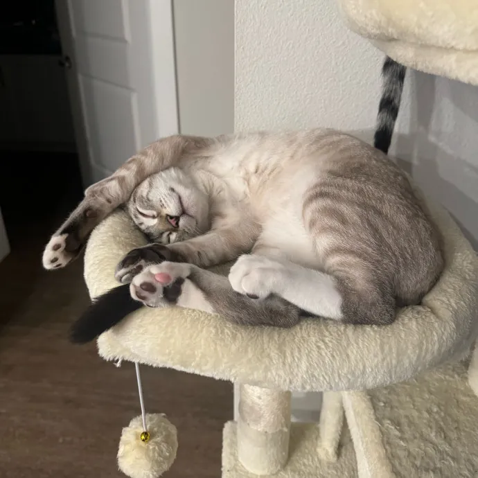 Local Nurse And Cat Lover