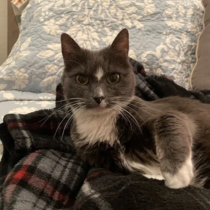 Local Nurse And Cat Lover