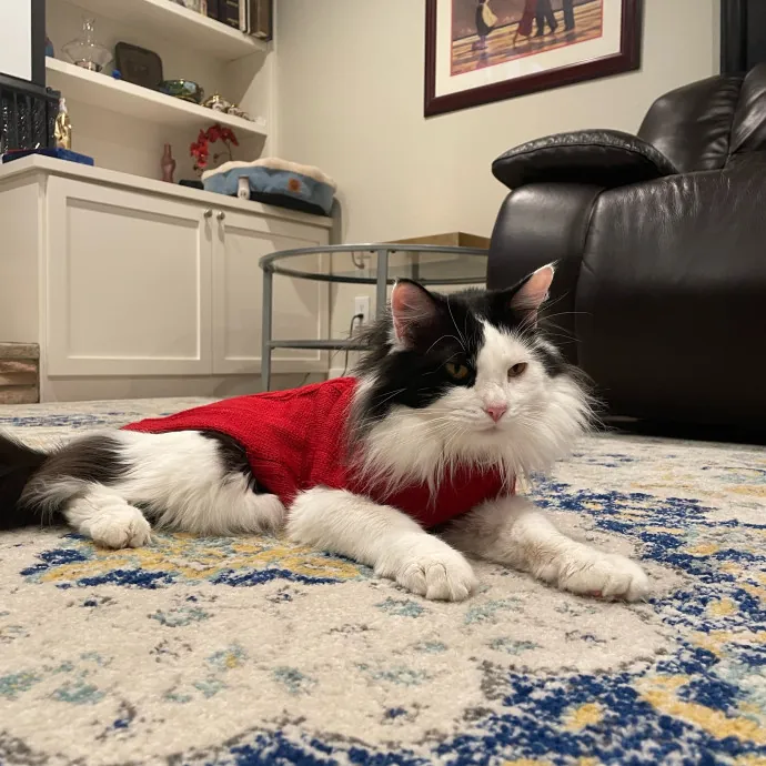 Local Nurse And Cat Lover