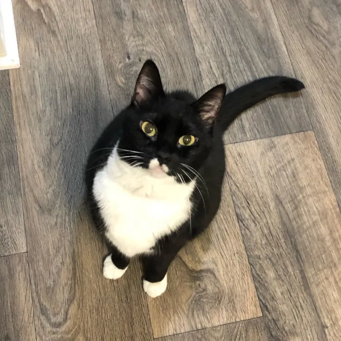 Local Nurse And Cat Lover