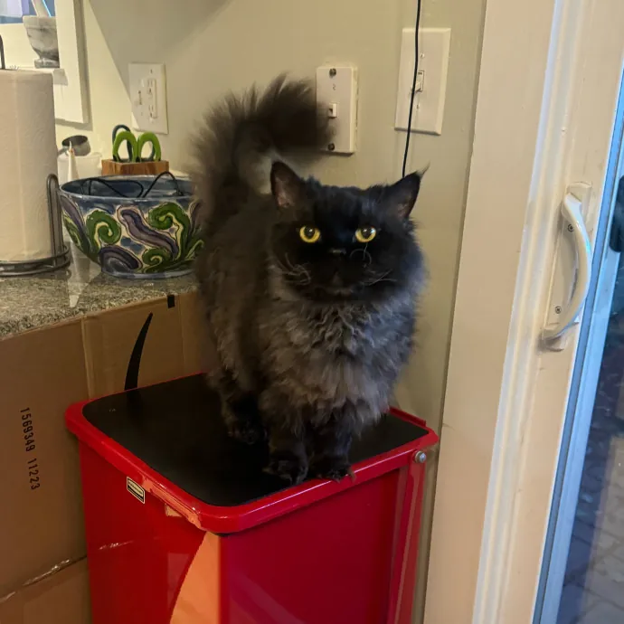 Local Nurse And Cat Lover