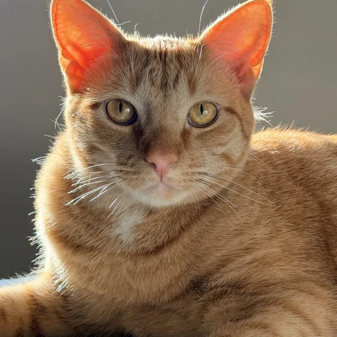 Your Cats New Favorite Person