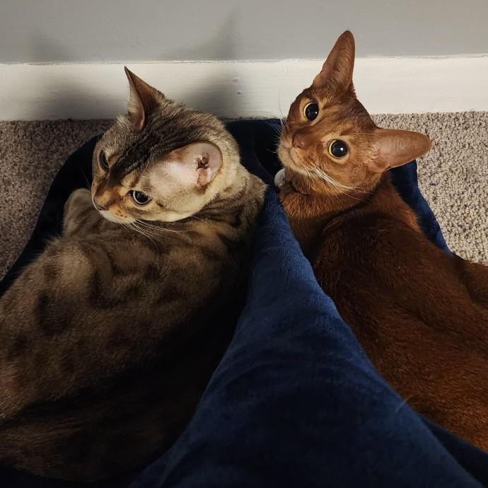 Your Favorite Neighborhood Kitty Lover photo 2