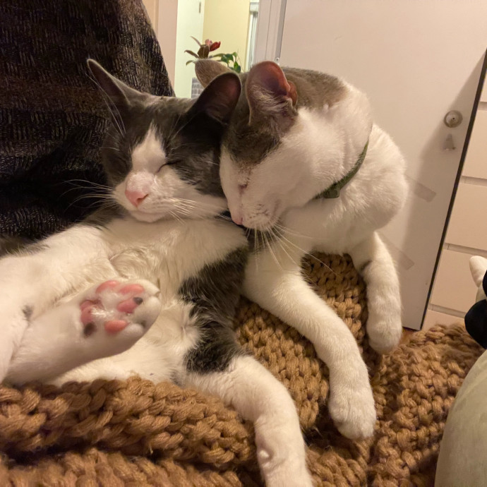 Johanna's Attentive Cat Care
