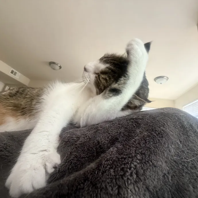 Shay S.