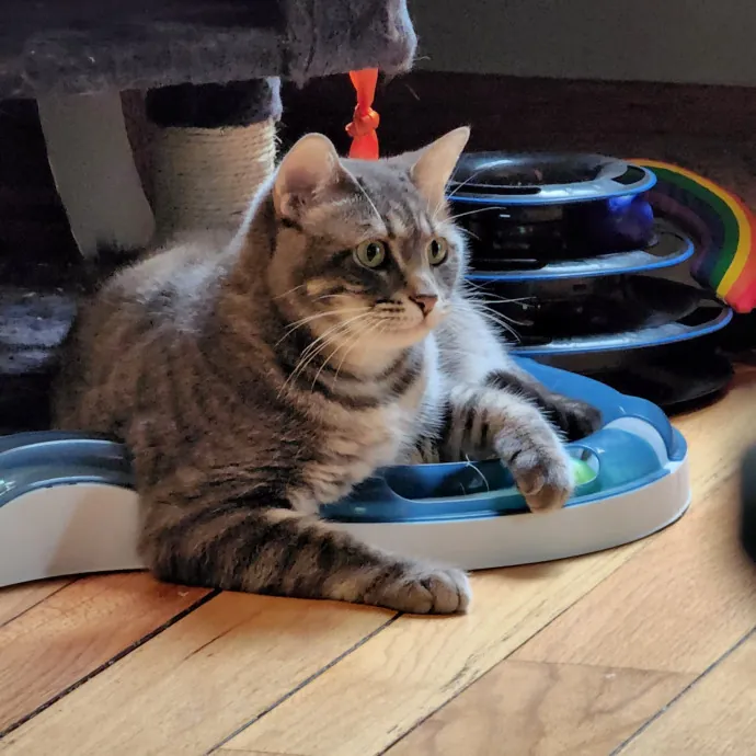 The Cat Whisperer South Suburbs And Nwi