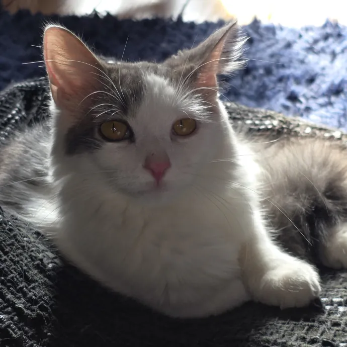 The Cat Whisperer South Suburbs And Nwi
