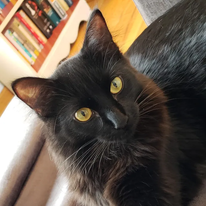 The Cat Whisperer South Suburbs And Nwi