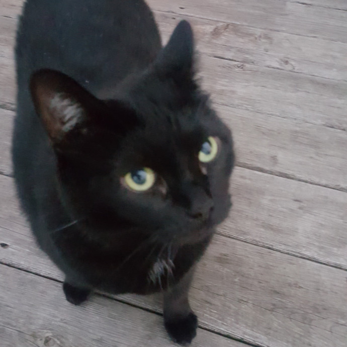 The Cat Whisperer South Suburbs And Nwi