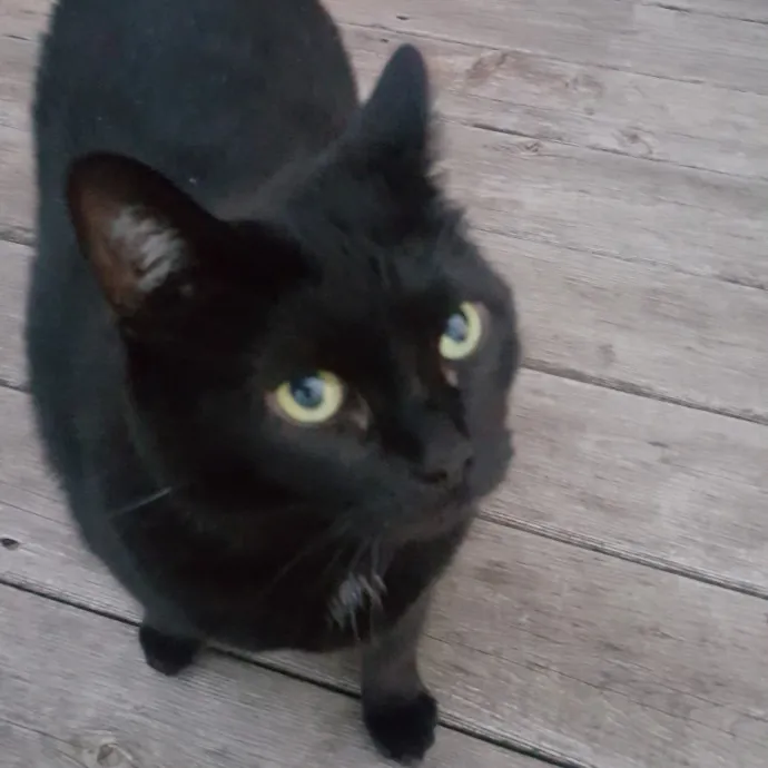 The Cat Whisperer South Suburbs And Nwi