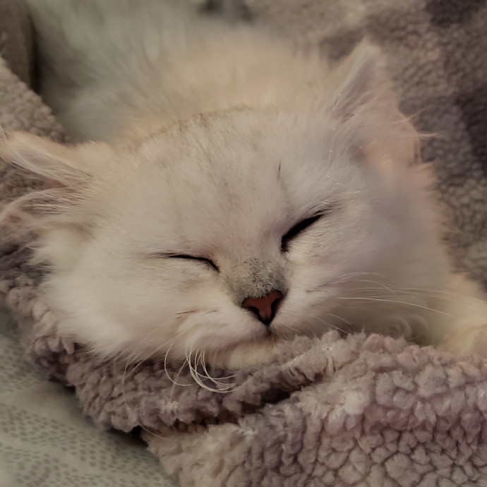 The Cat Whisperer South Suburbs And Nwi