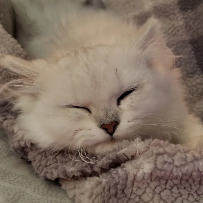 The Cat Whisperer South Suburbs And Nwi