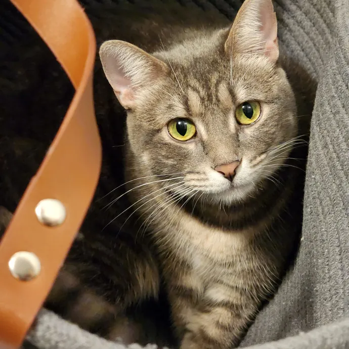 The Cat Whisperer South Suburbs And Nwi