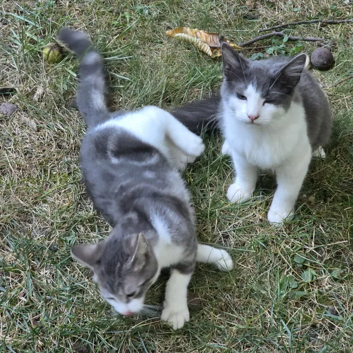 The Cat Whisperer South Suburbs And Nwi