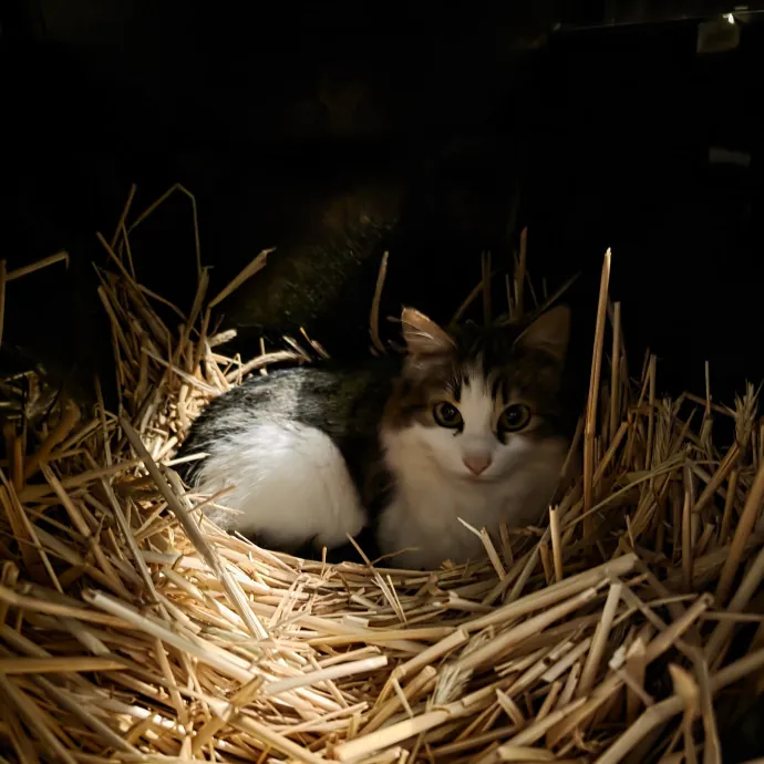 The Cat Whisperer South Suburbs And Nwi