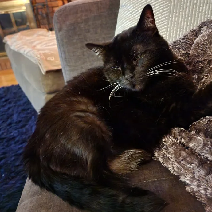 The Cat Whisperer South Suburbs And Nwi