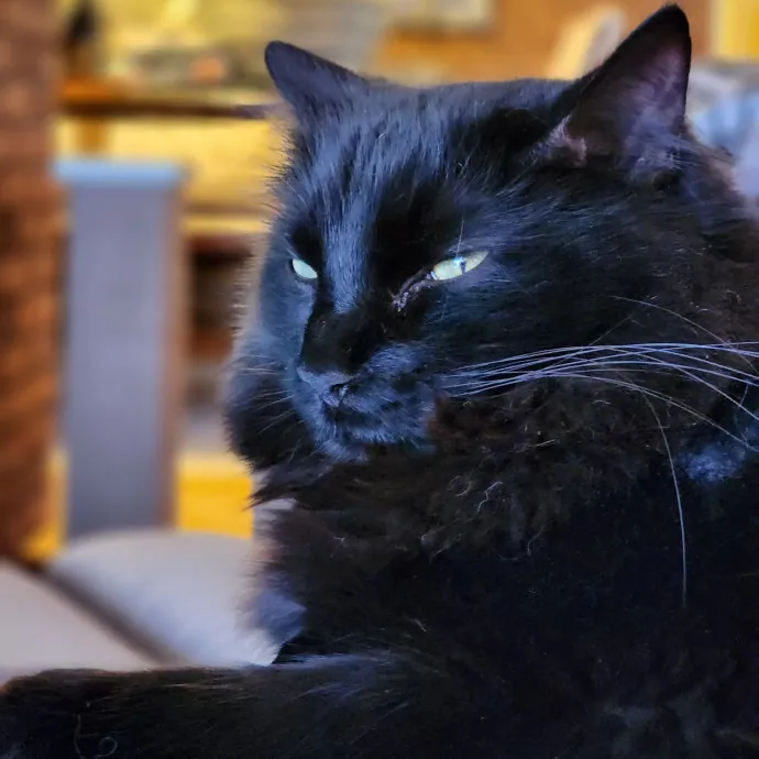 The Cat Whisperer South Suburbs And Nwi
