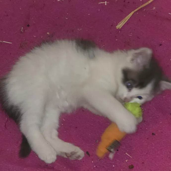 The Cat Whisperer South Suburbs And Nwi