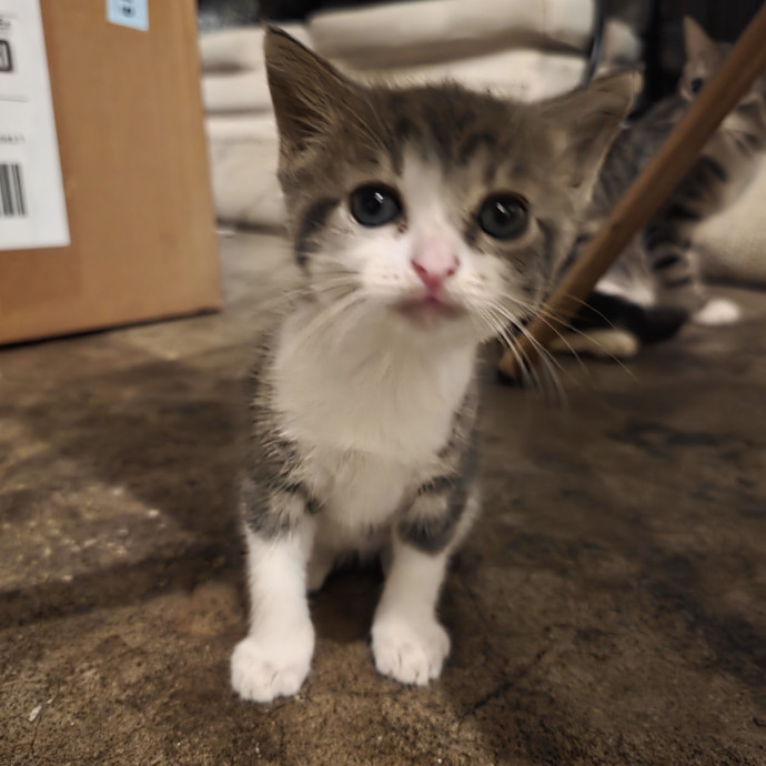 The Cat Whisperer South Suburbs And Nwi
