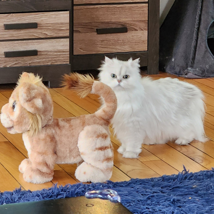 The Cat Whisperer South Suburbs And Nwi