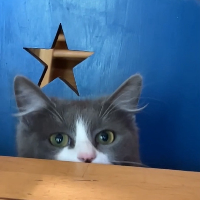Kind Professional Cat Sitter