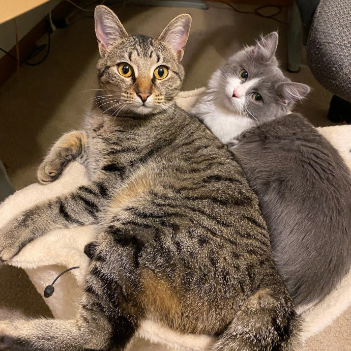 Kind Professional Cat Sitter