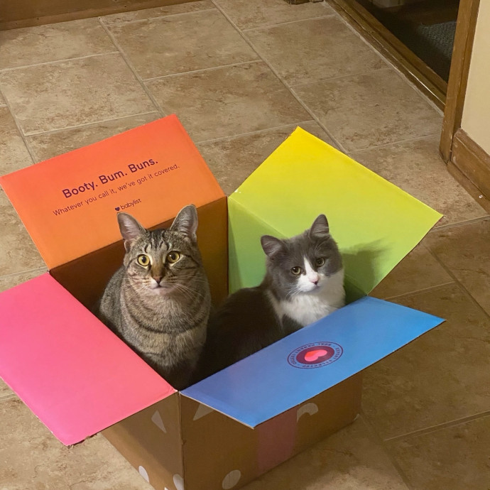 Kind Professional Cat Sitter photo 3