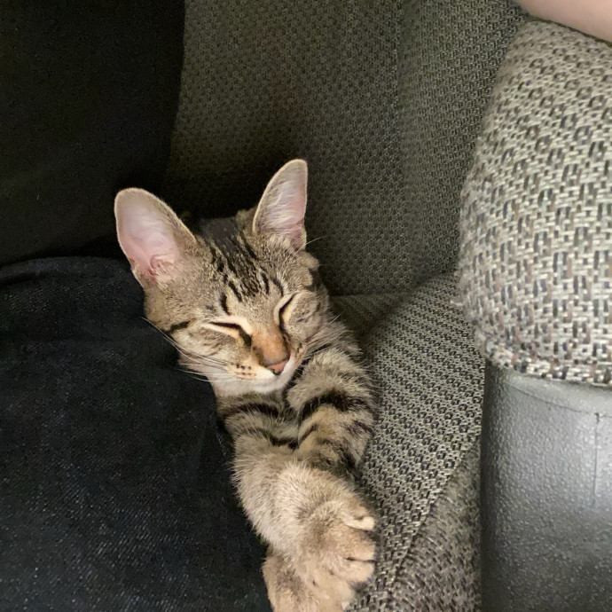 Kind Professional Cat Sitter photo 2