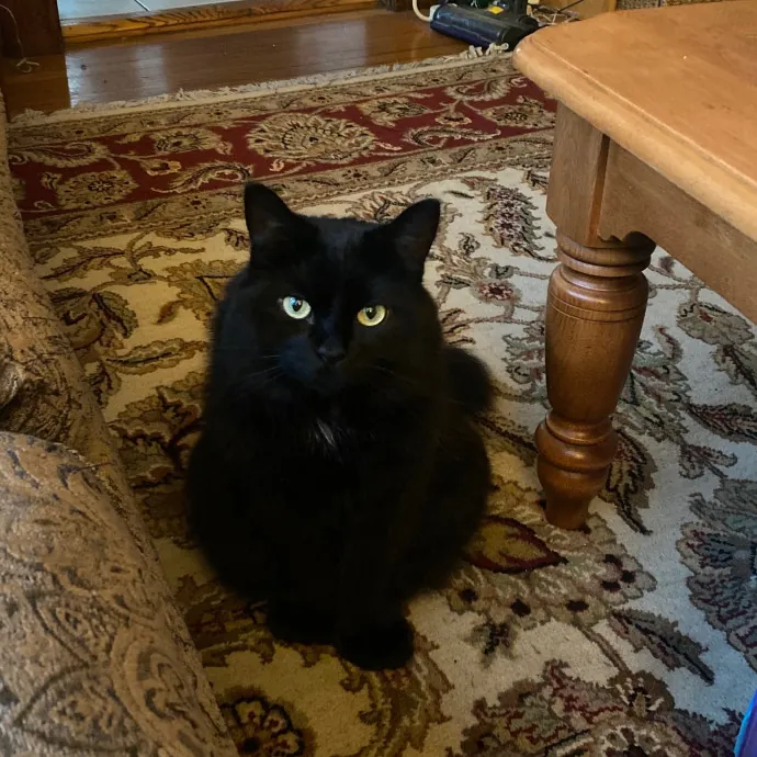 Leah's Purr-Fect Pet Sitting