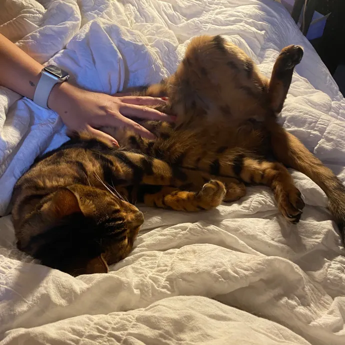 Leah's Purr-Fect Pet Sitting