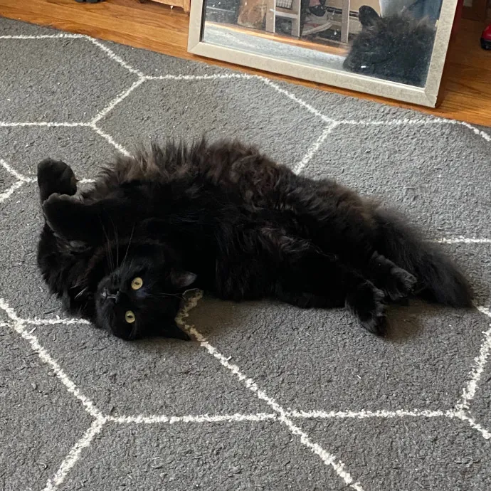 Leah's Purr-Fect Pet Sitting