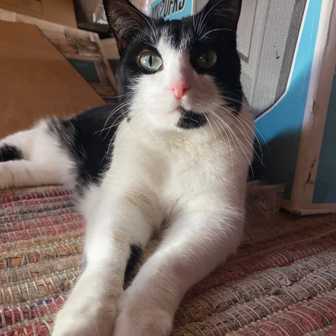 Leah's Purr-Fect Pet Sitting