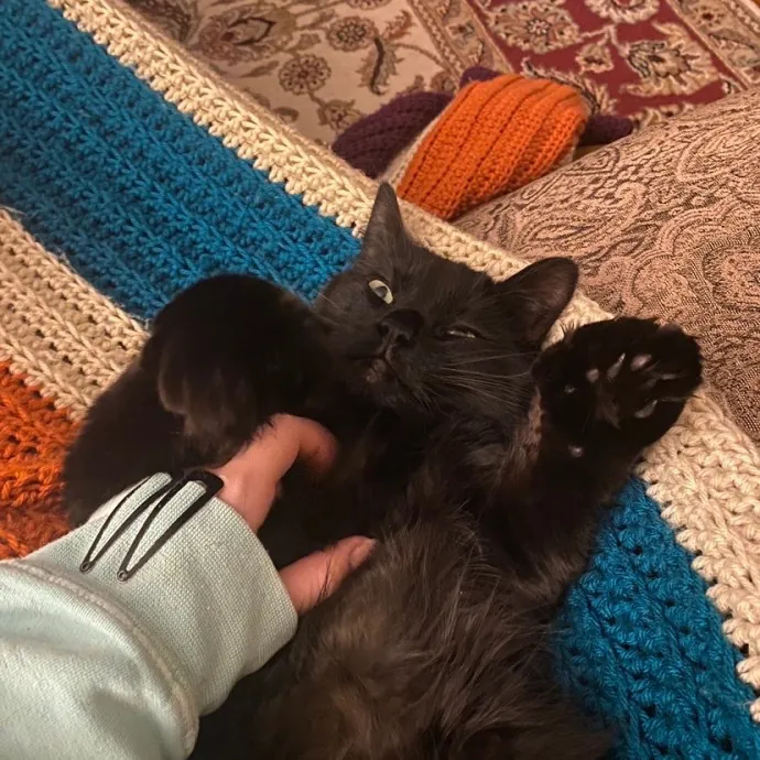 Leah's Purr-Fect Pet Sitting