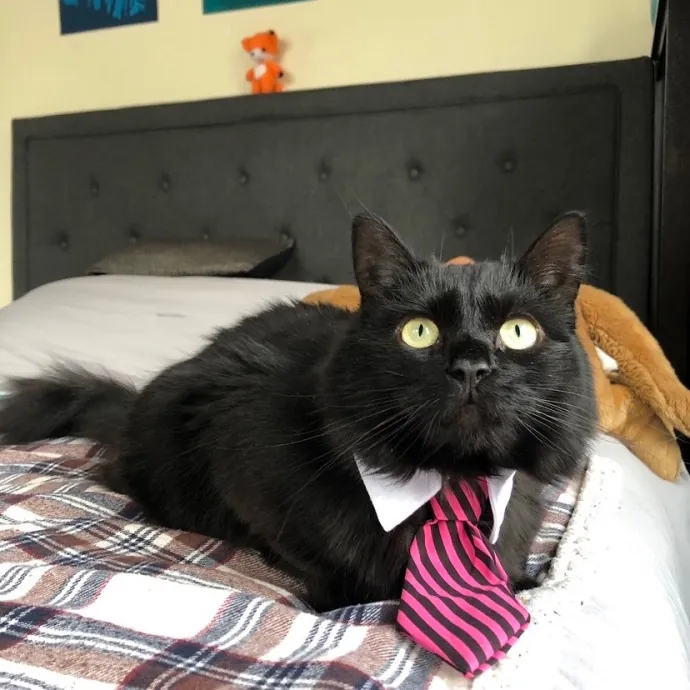 Leah's Purr-Fect Pet Sitting photo 4