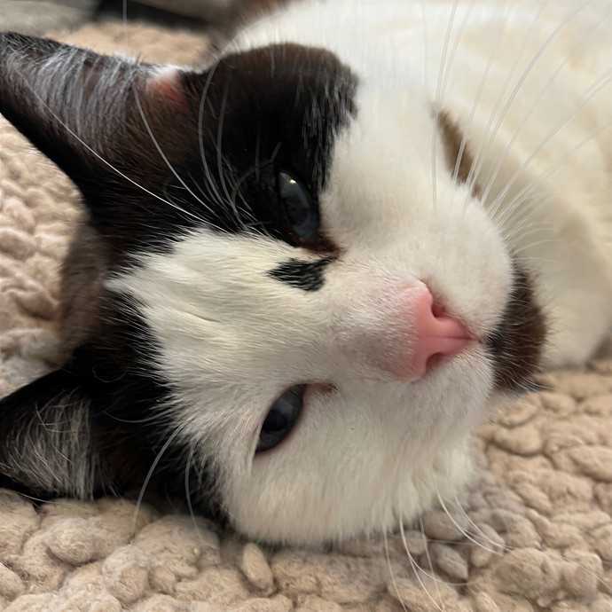 Happy Tails Cat Sits- Experienced Cat Sitter In San Francisco