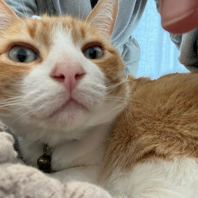 Happy Tails Cat Sits- Experienced Cat Sitter In San Francisco