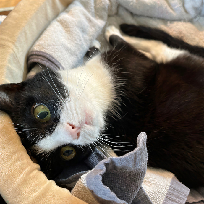 Happy Tails Cat Sits- Experienced Cat Sitter In San Francisco