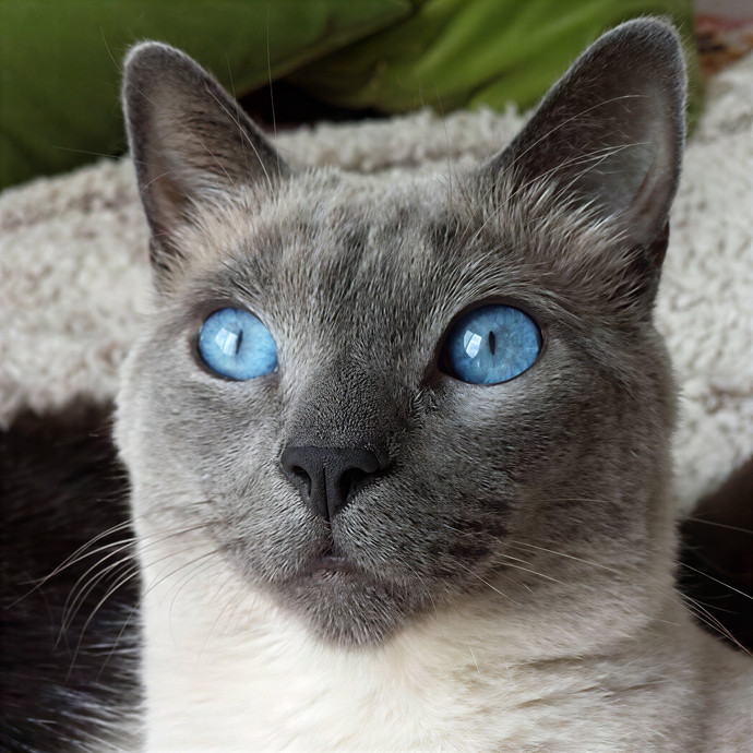 Happy Tails Cat Sits- Experienced Cat Sitter In San Francisco photo 3