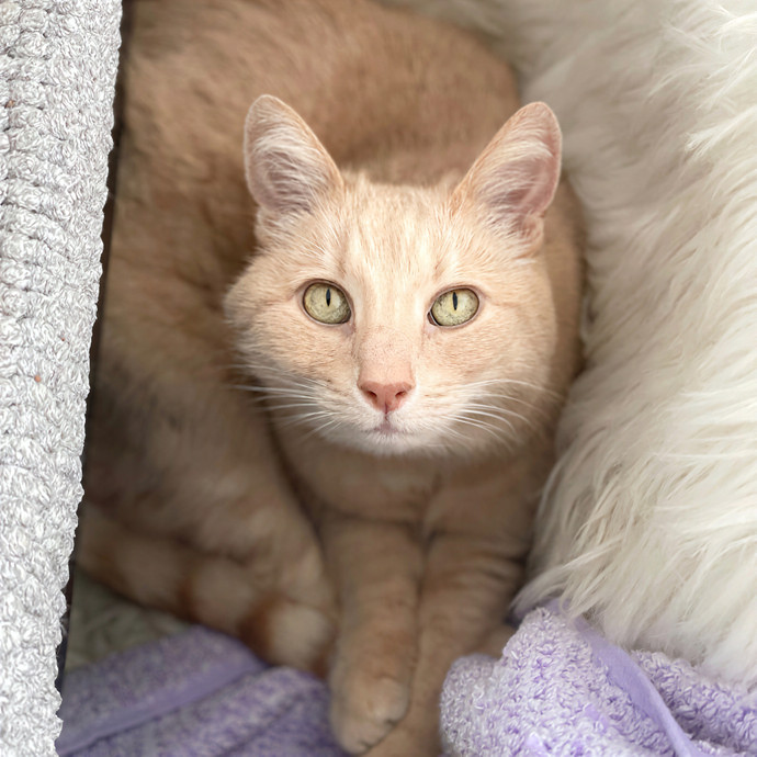 Happy Tails Cat Sits- Experienced Cat Sitter In San Francisco photo 2