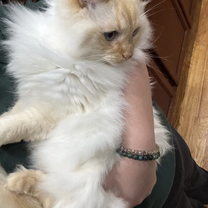 Friendly Cat Sitter photo 4